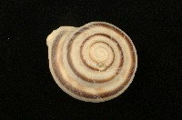 藏品(大歐巴蝸牛)的圖片